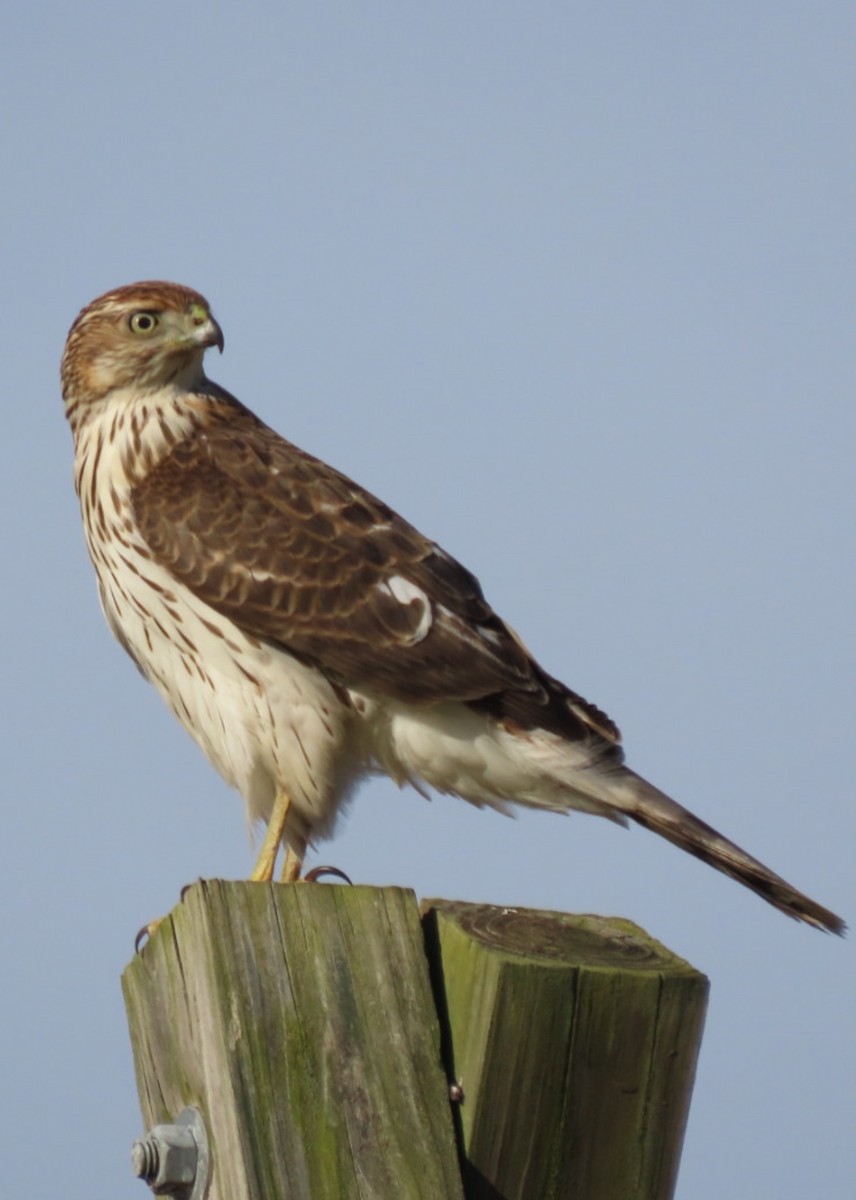 Cooper's Hawk - ML644811073