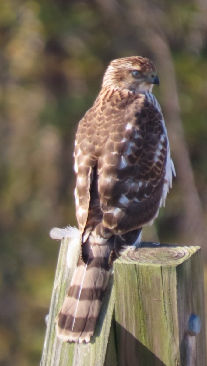Cooper's Hawk - ML644811074