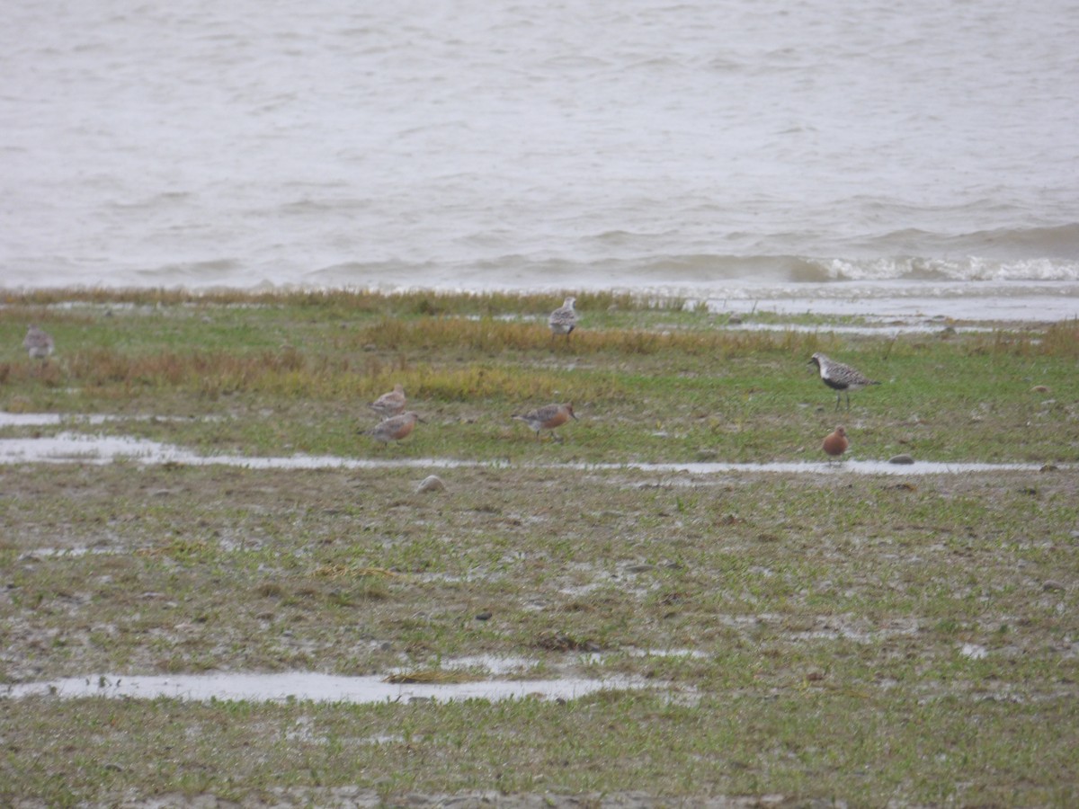 Исландский песочник - ML644811079