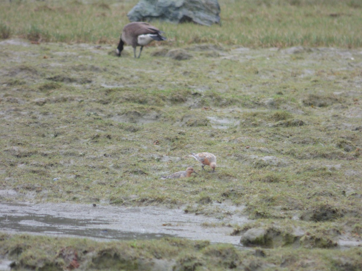 Исландский песочник - ML644811080