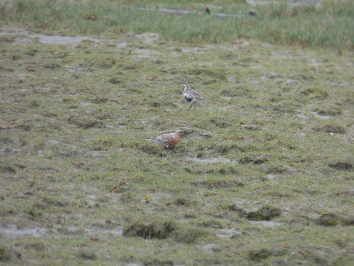 Исландский песочник - ML644811081