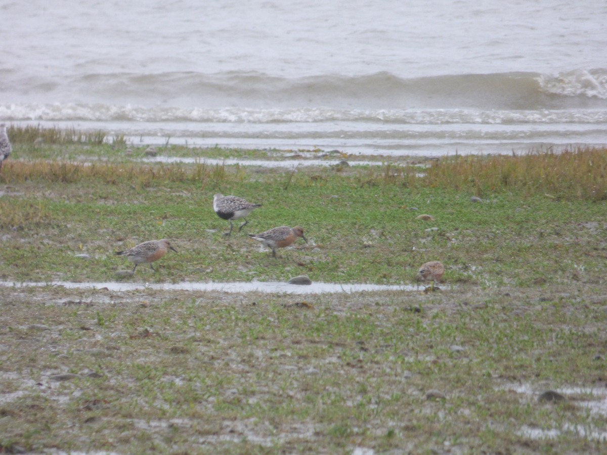 Исландский песочник - ML644811082