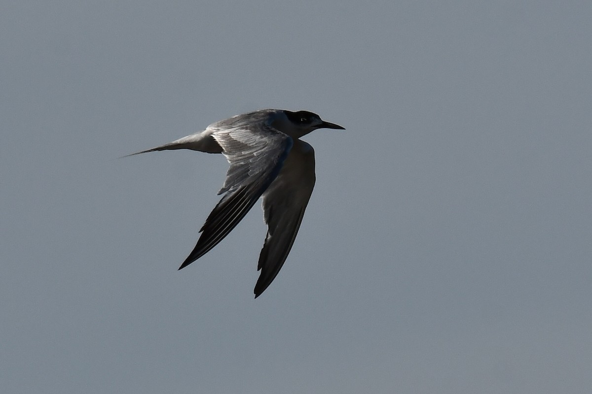 Common Tern - ML644811100