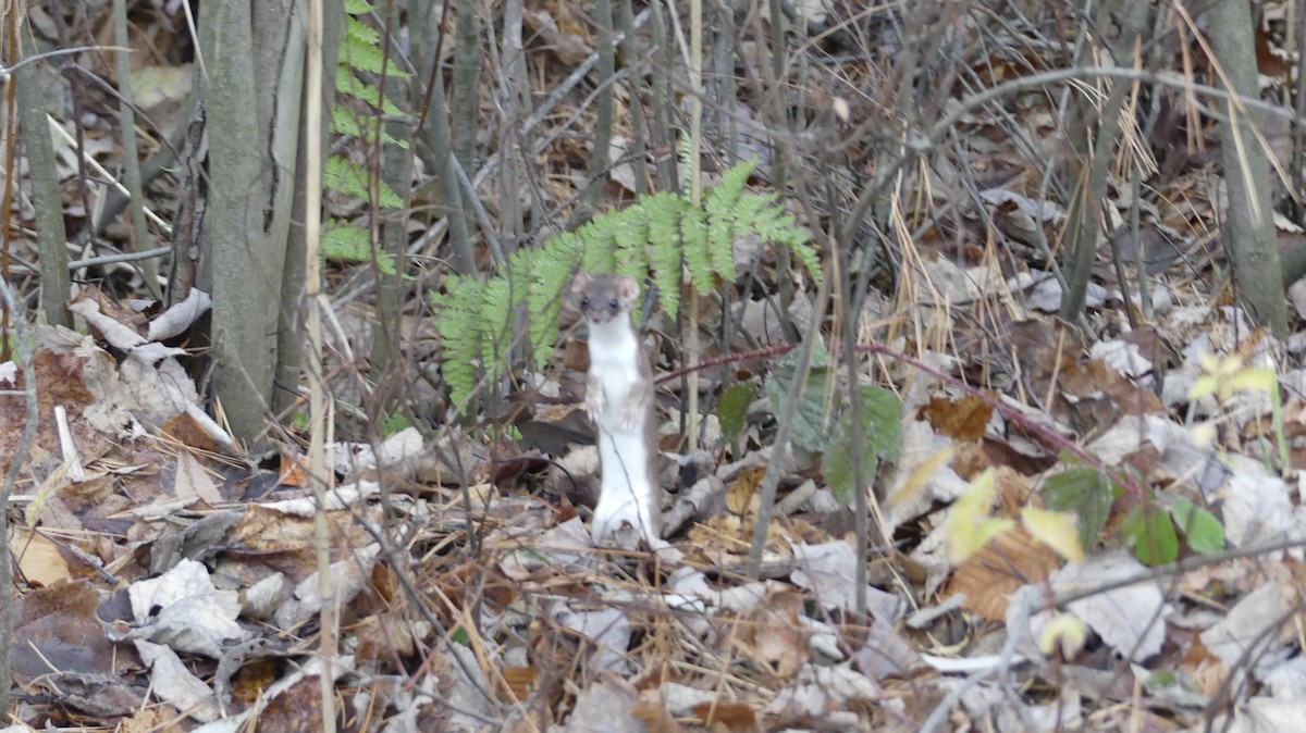 Animals - ML644811101