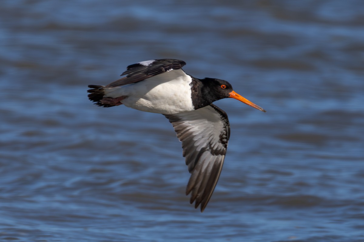 South Island Oystercatcher - ML644811103