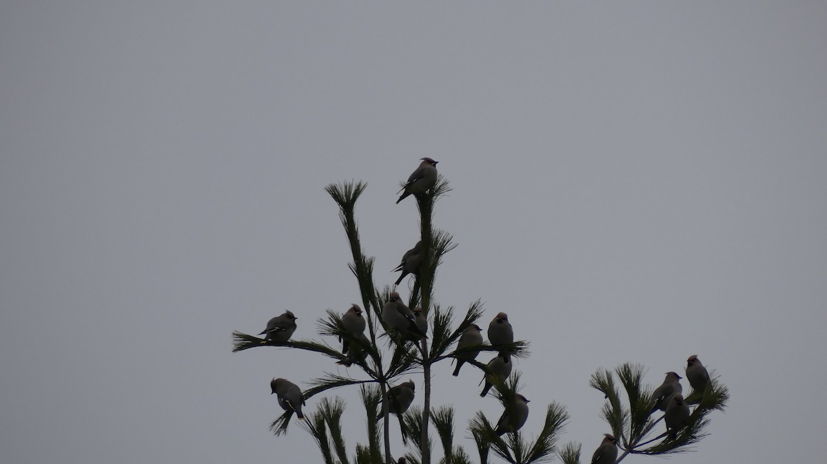 Bohemian Waxwing - ML644811105