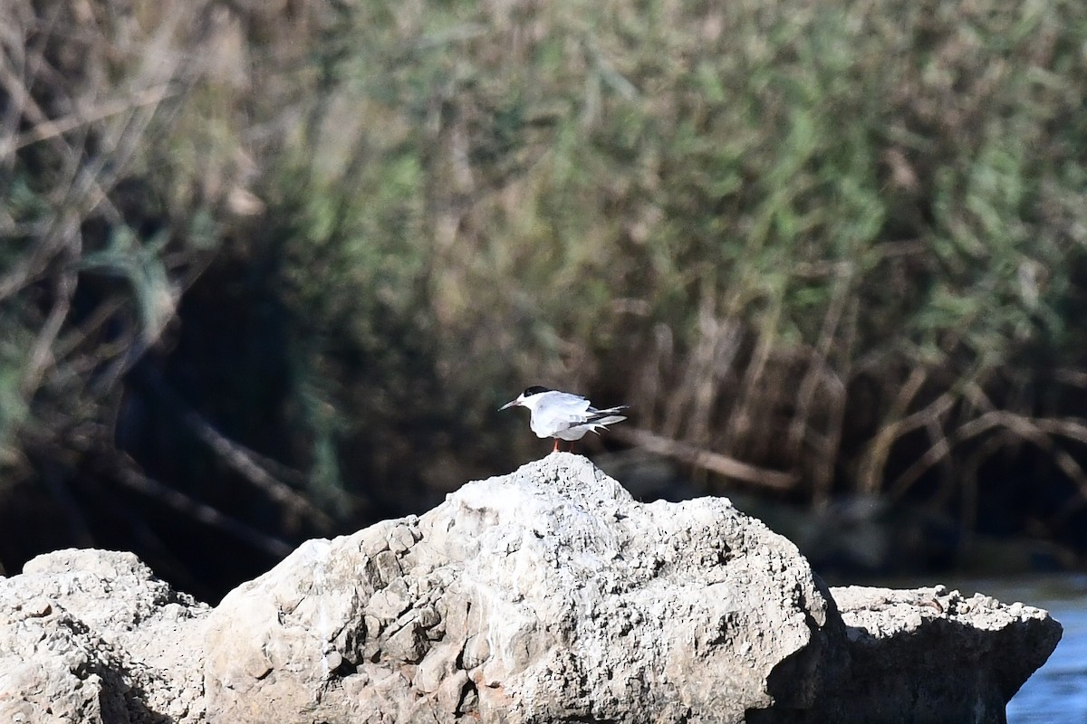 Common Tern - ML644811117