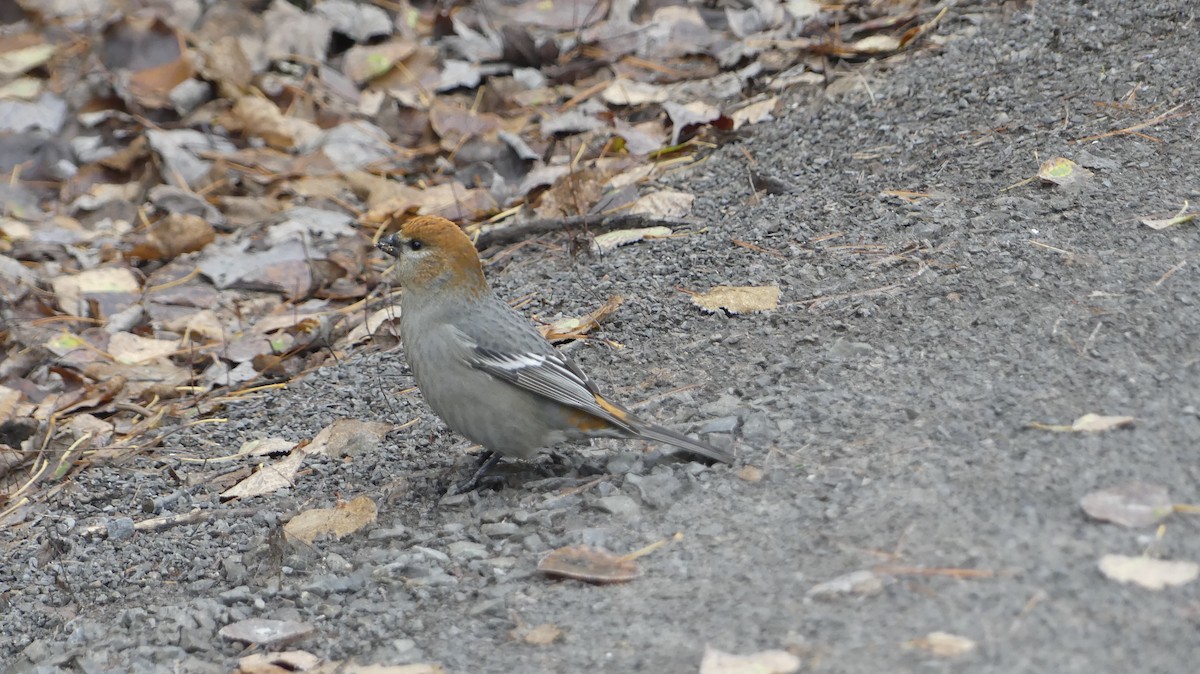 Pine Grosbeak - ML644811132