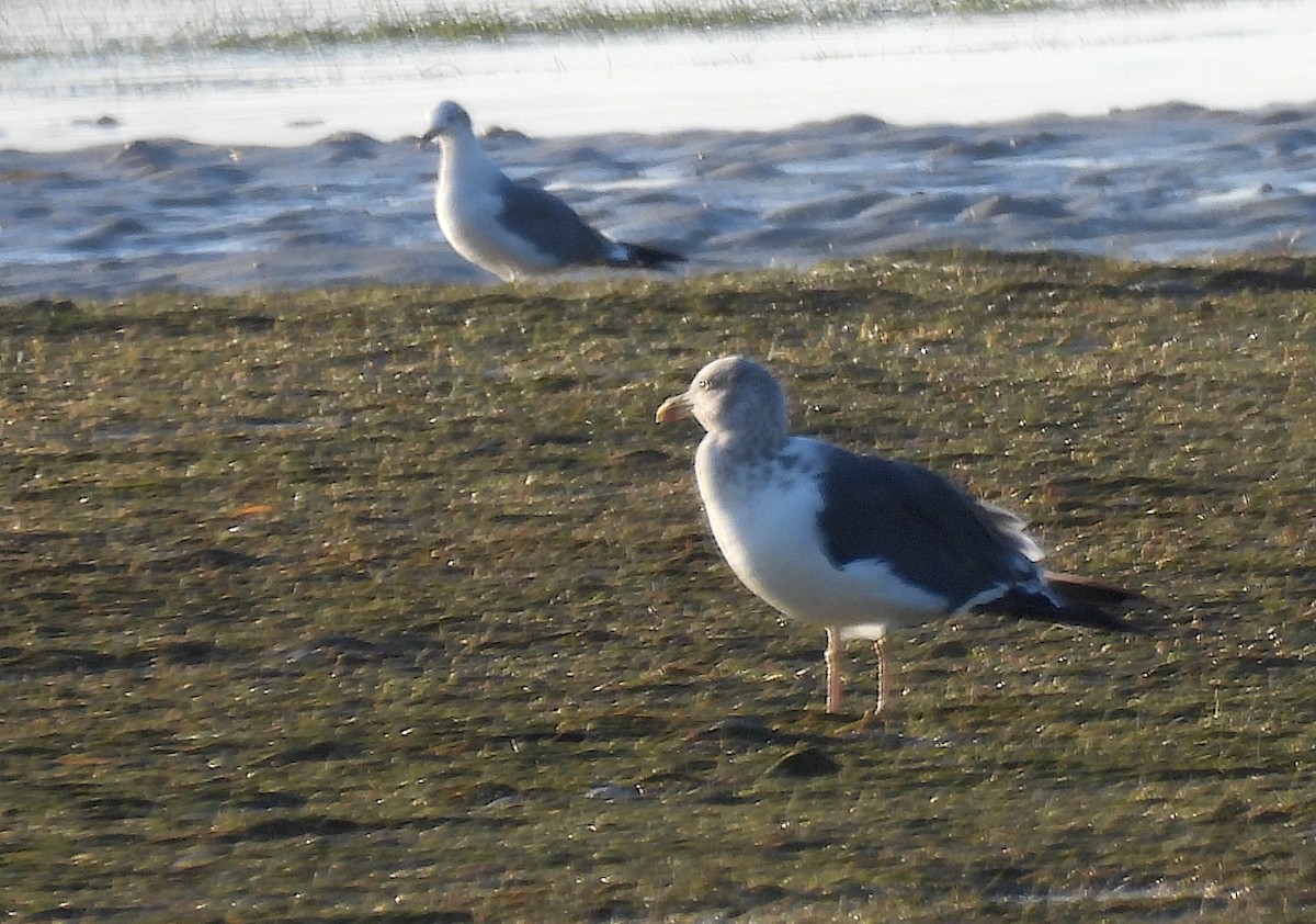 Lesser Black-backed Gull - ML644811150