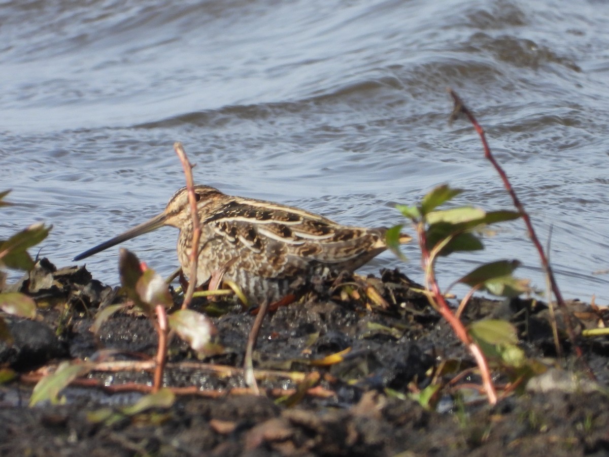 アメリカタシギ - ML644811151