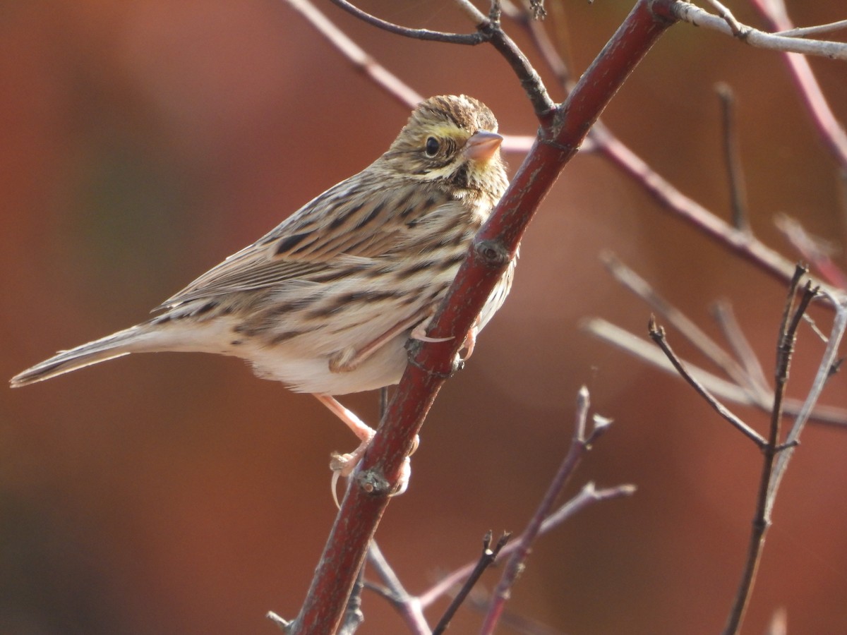サバンナシトド - ML644811156