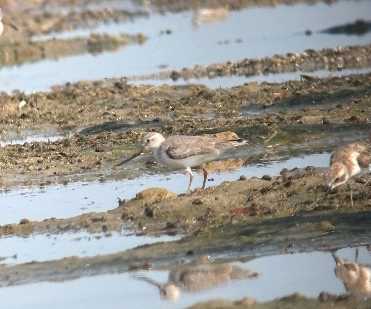 ביצנית אפורה - ML644811158
