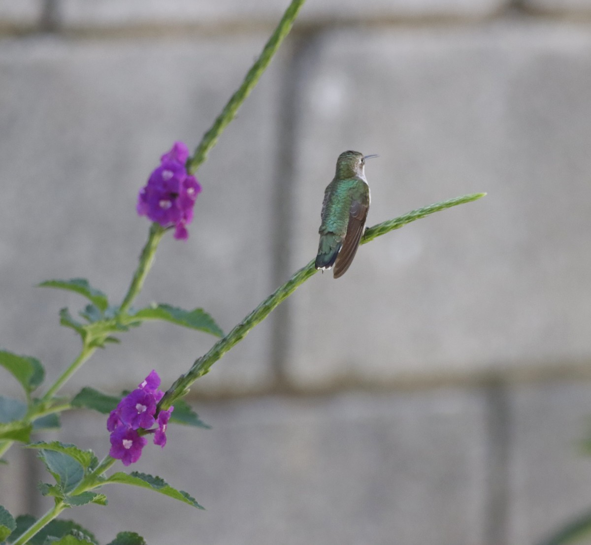 Рубиновогорлый колибри - ML644811165