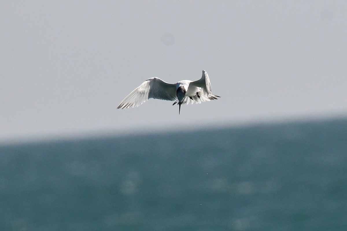 Sandwich Tern - ML644811167