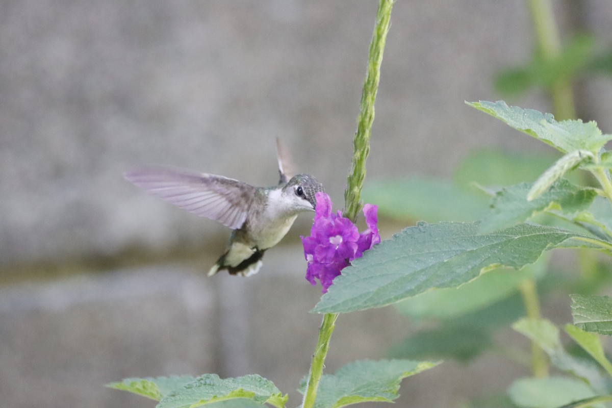 Рубиновогорлый колибри - ML644811173