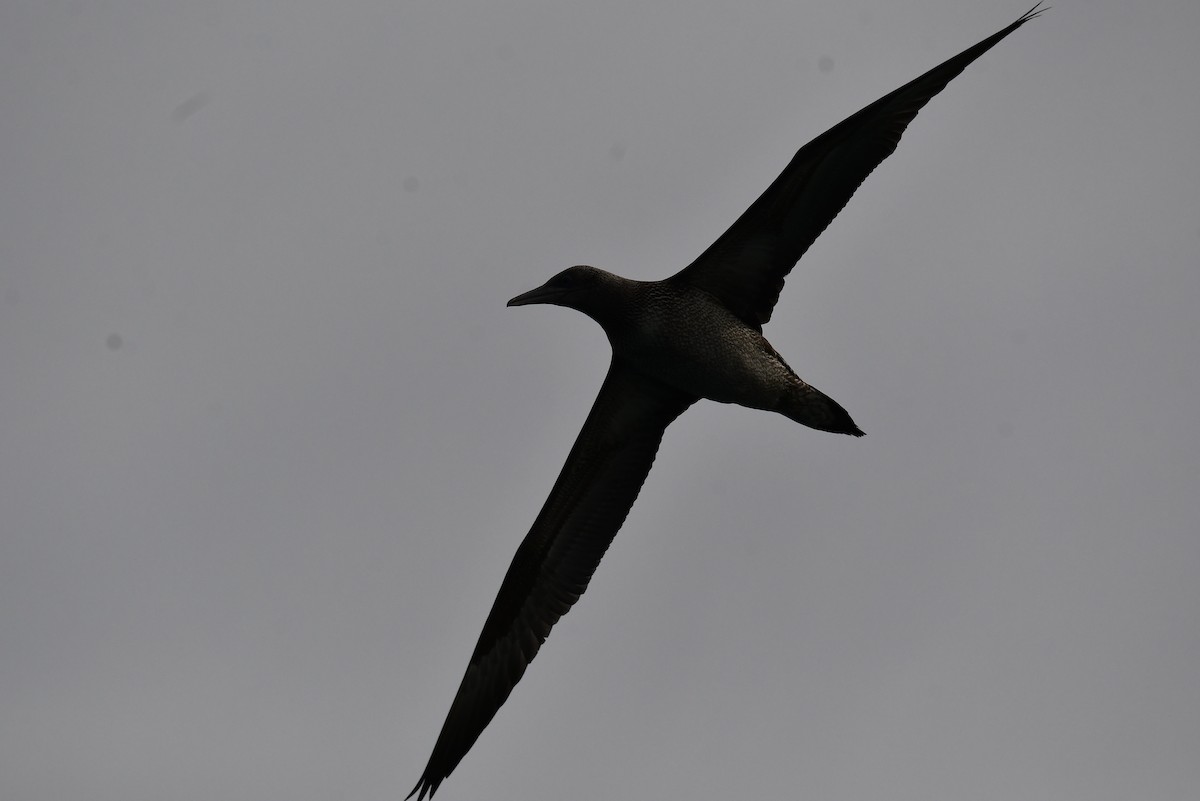 Northern Gannet - ML644811179