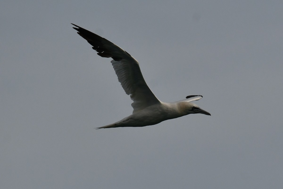 Northern Gannet - ML644811181