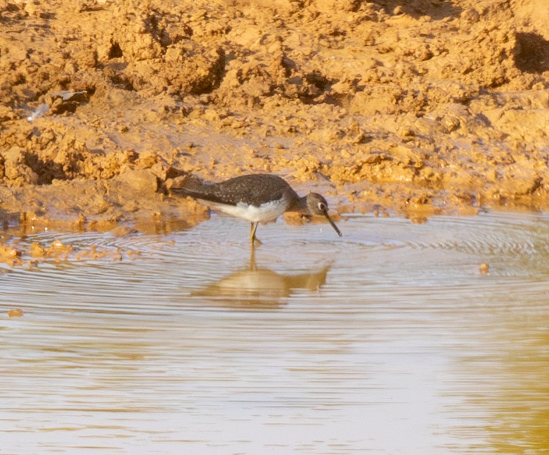 Solitary Sandpiper - ML644811182
