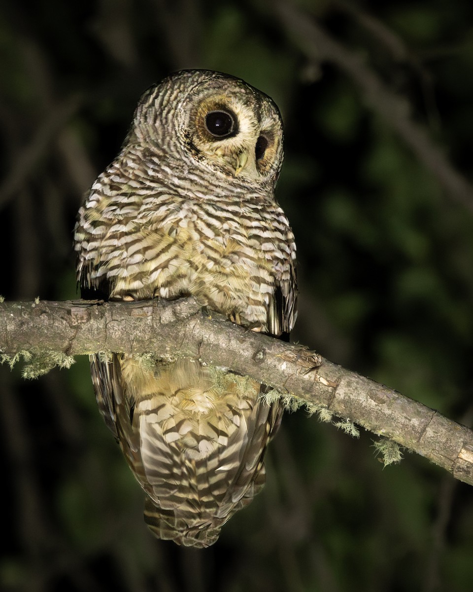 puštík rezavonohý - ML644811184