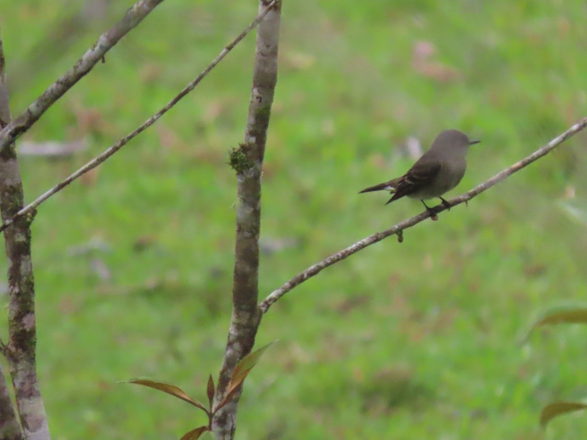 Blasskehl-Schnäppertyrann - ML644811186