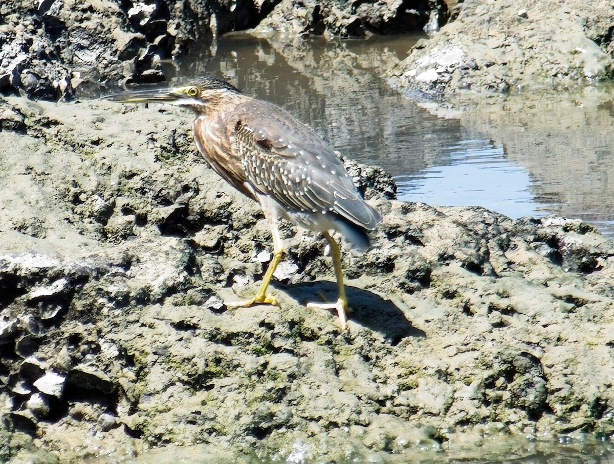 Striated Heron - ML644811191
