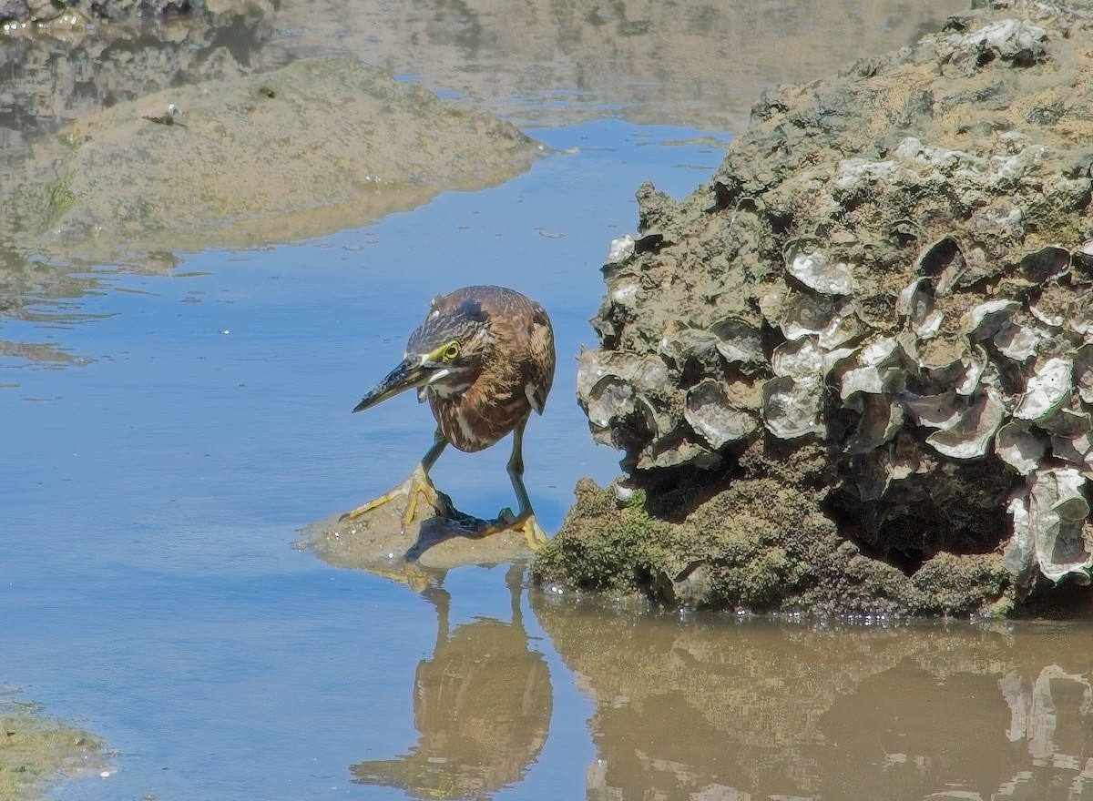 Striated Heron - ML644811192