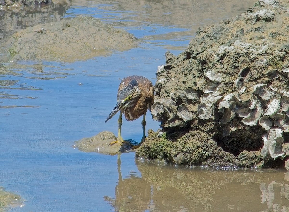 Striated Heron - ML644811193