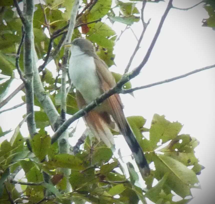 Желтоклювая пиайя - ML644811196