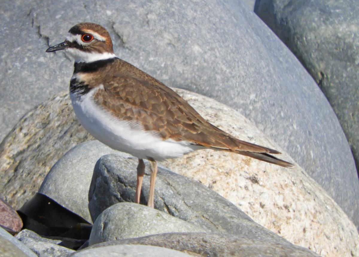 Killdeer - ML644811197