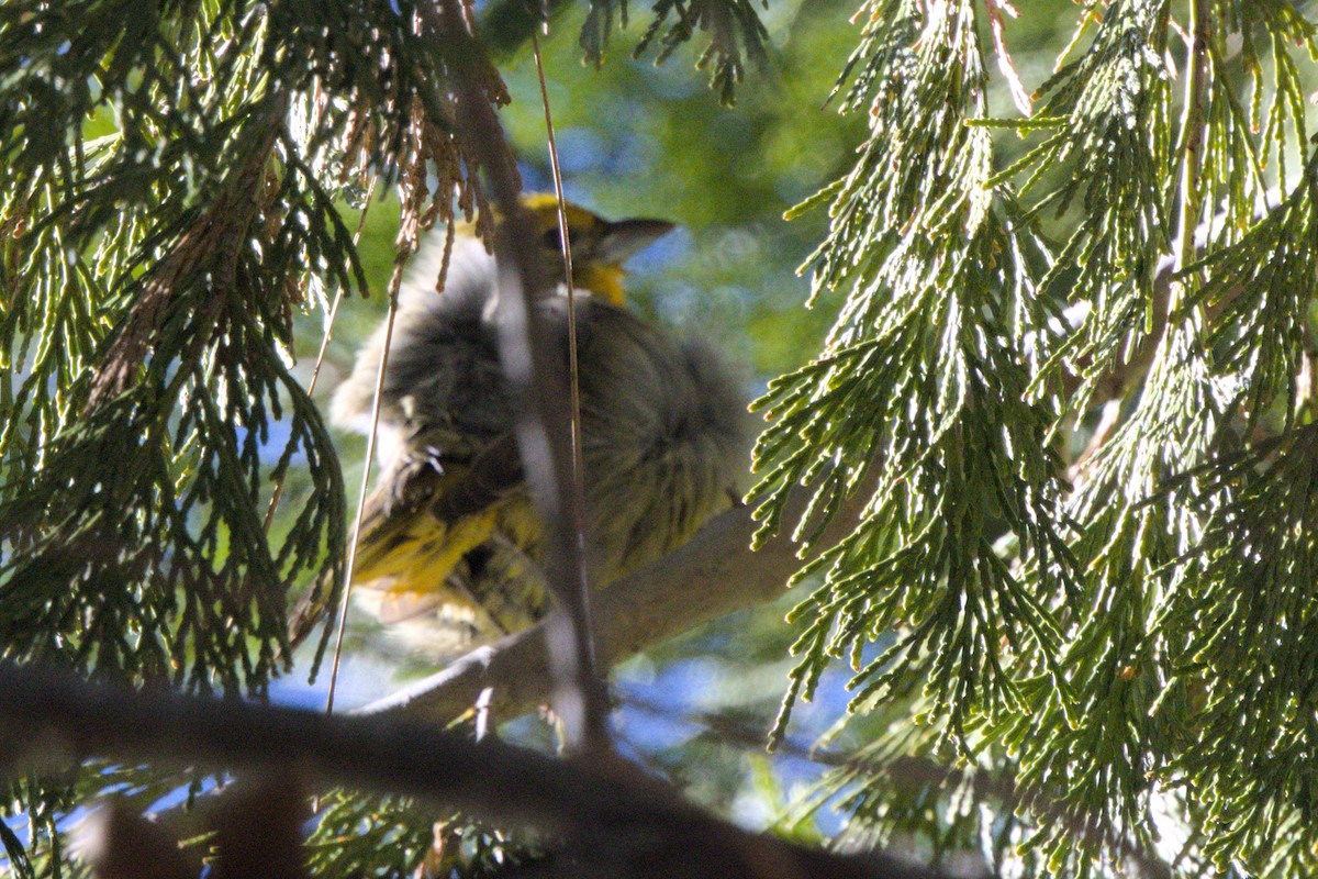 Hepatic Tanager - ML644811198