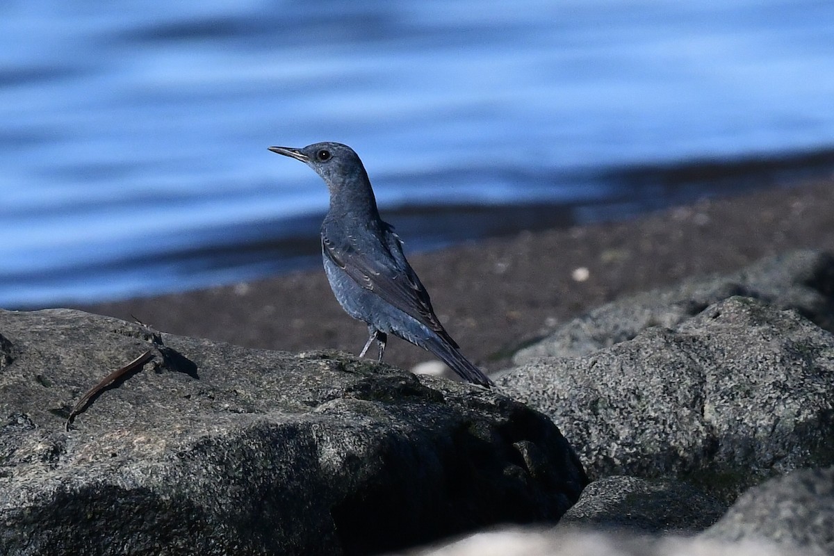 Blue Rock-Thrush - ML644811204