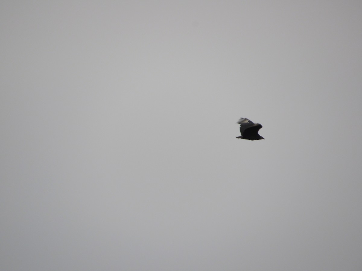 Чёрная катарта - ML644811210