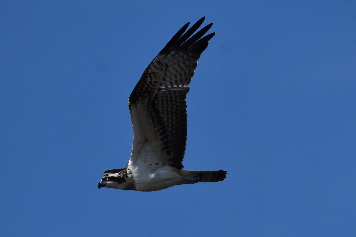 Osprey - ML644811277