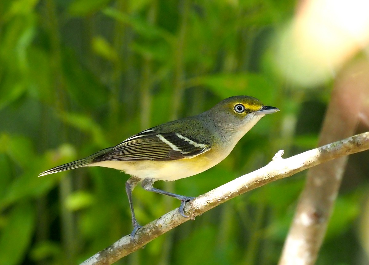 ויראו לבן-עין - ML644811288