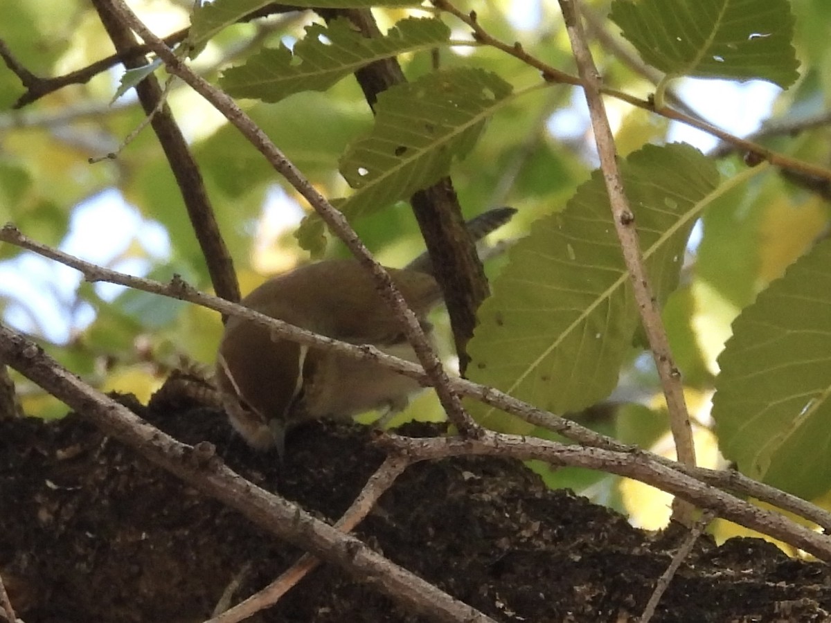 Bewick's Wren - ML644811301