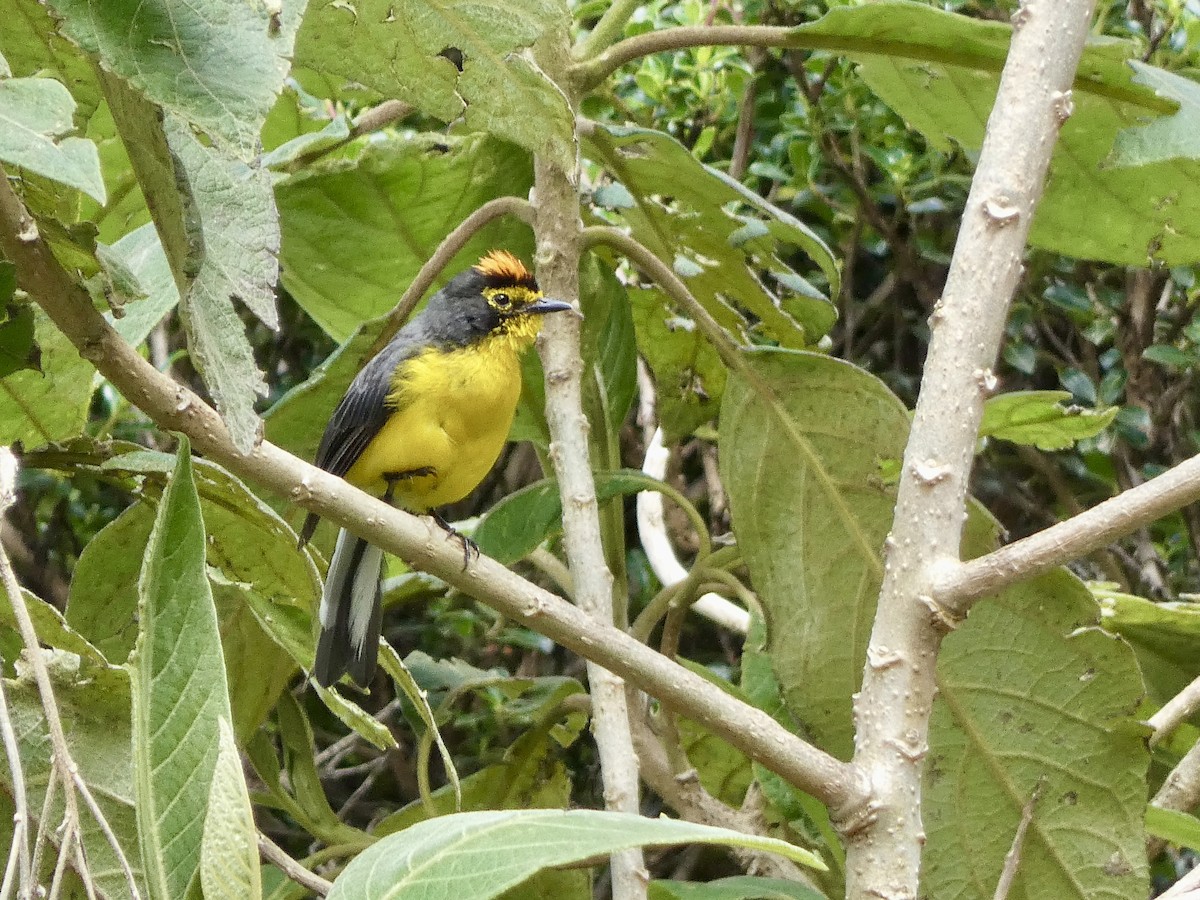 Spectacled Redstart - ML644811302