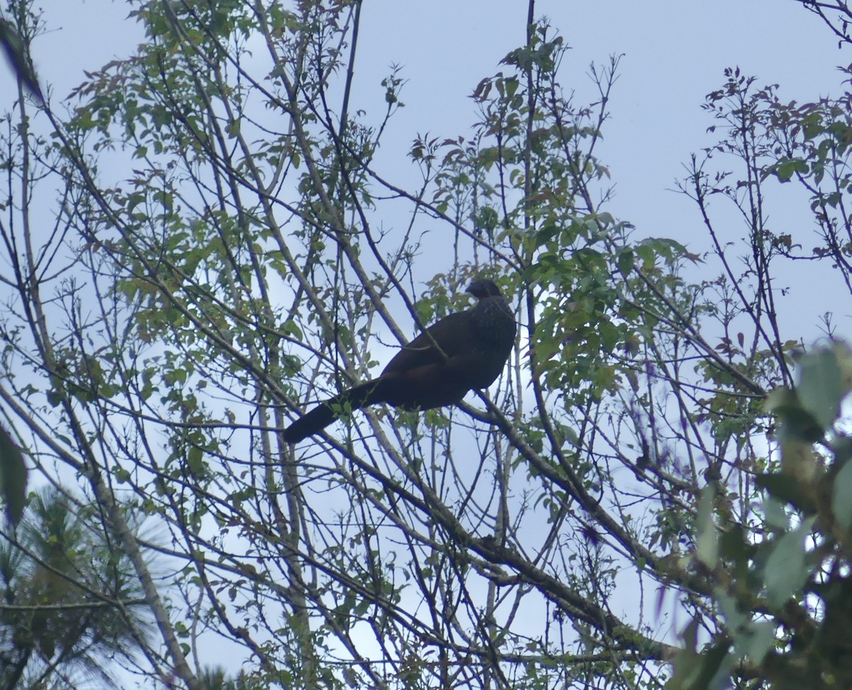 Pénélope du Cauca - ML644811305