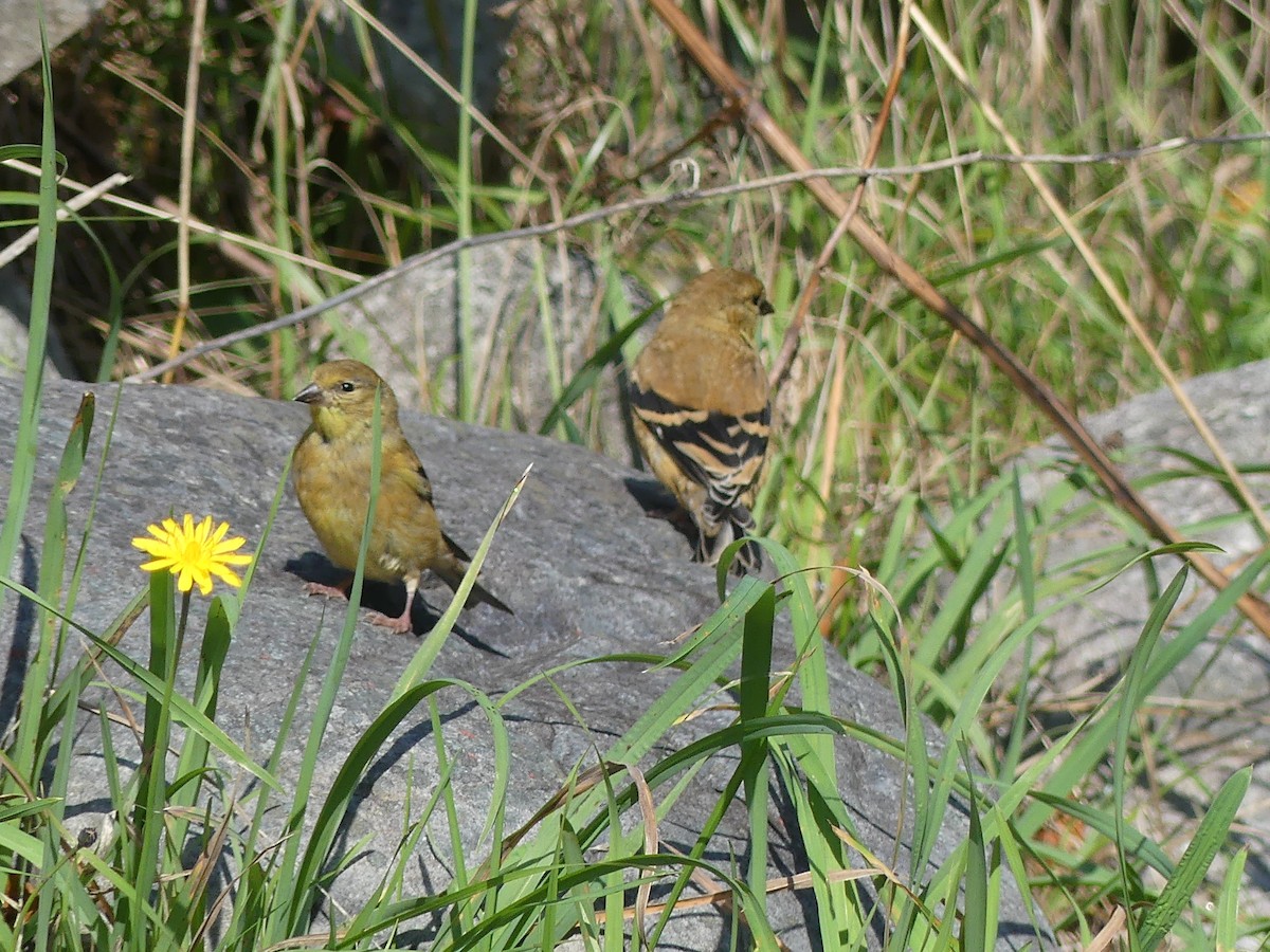 American Goldfinch - ML644811309