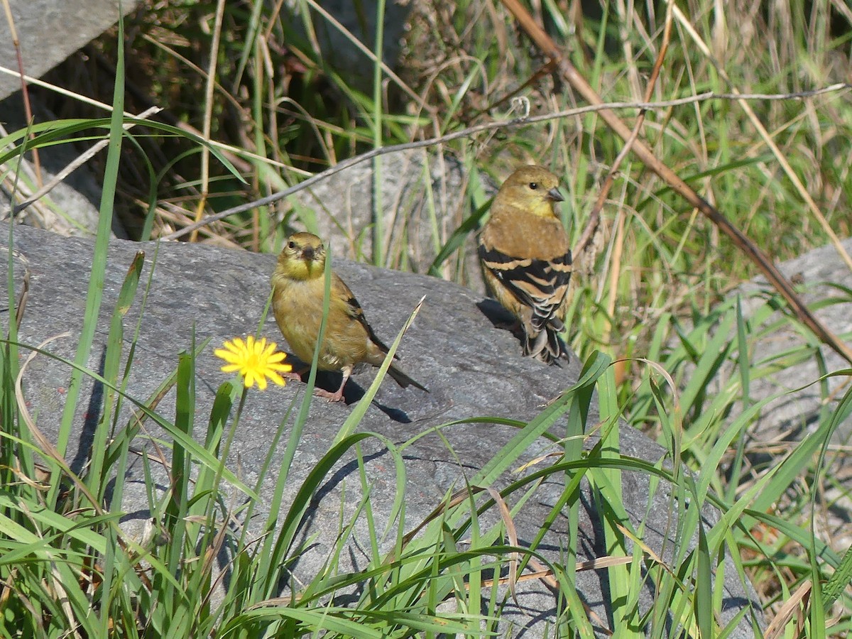 American Goldfinch - ML644811310