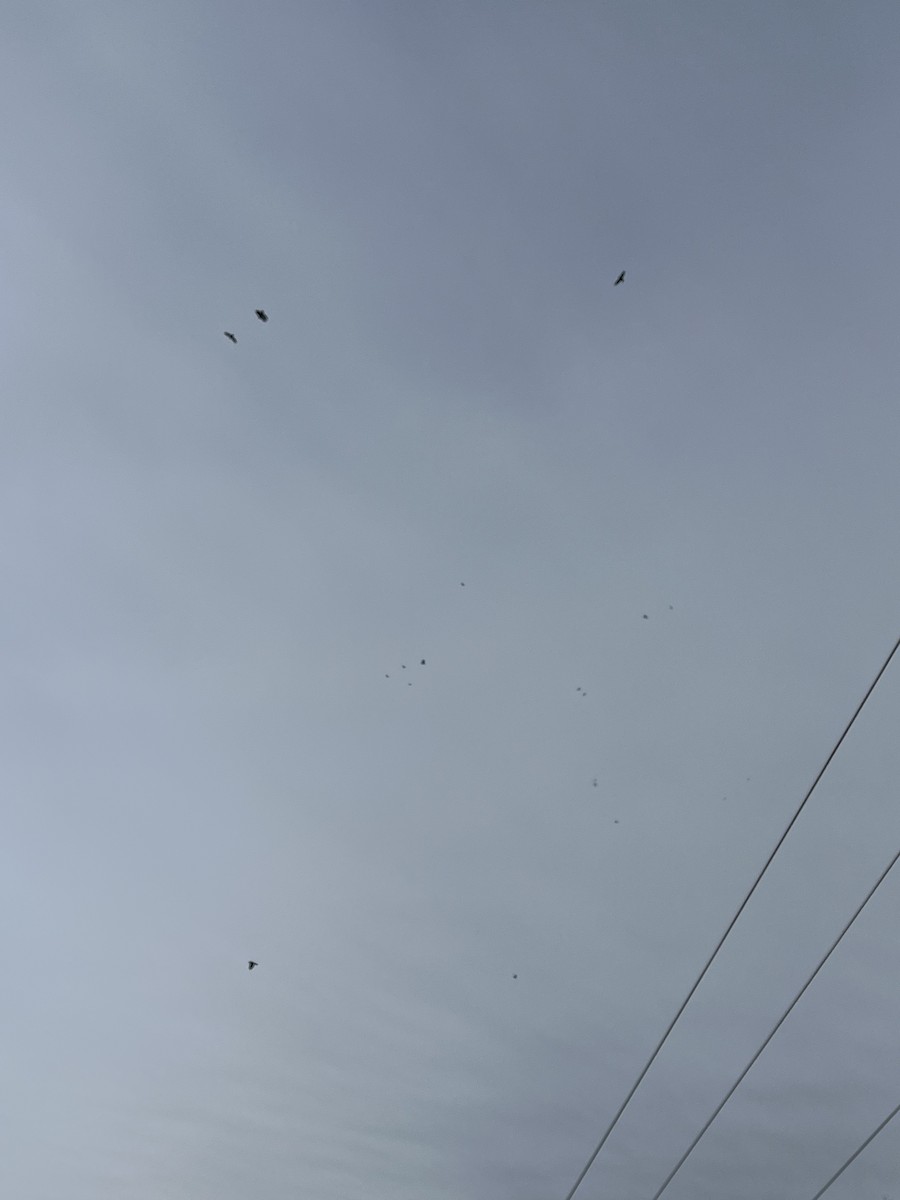 Grand Corbeau - ML644811321