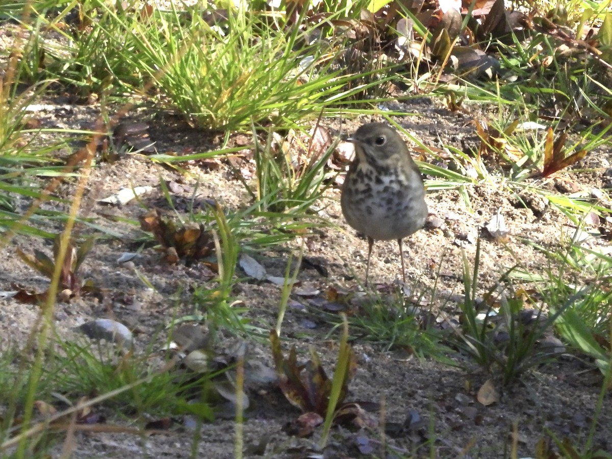 Einsiedler-Musendrossel - ML644811326