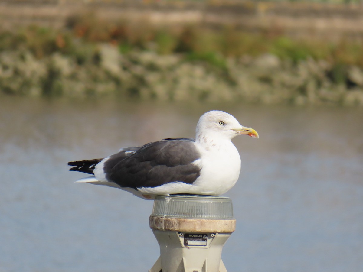 Lesser Black-backed Gull - ML644811329