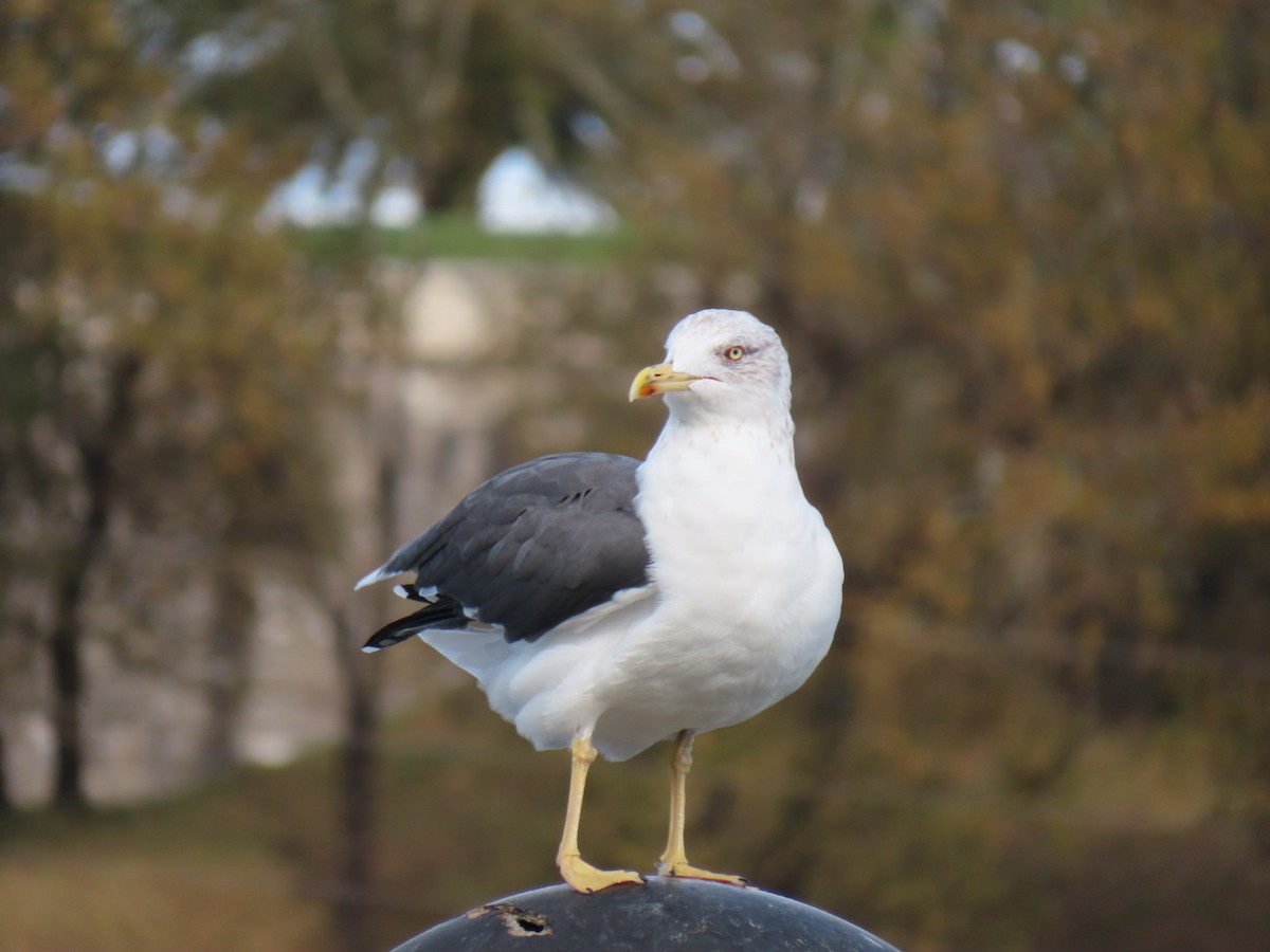 Lesser Black-backed Gull - ML644811330