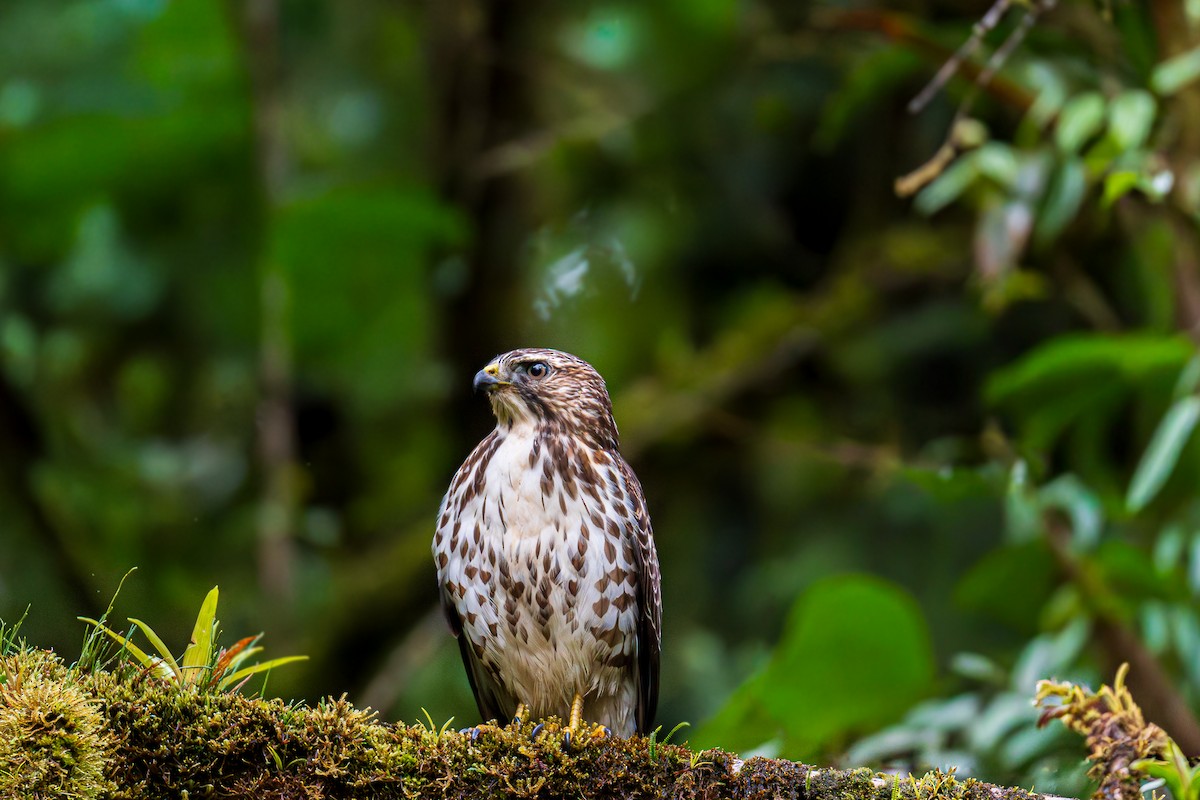 Broad-winged Hawk - ML644811334