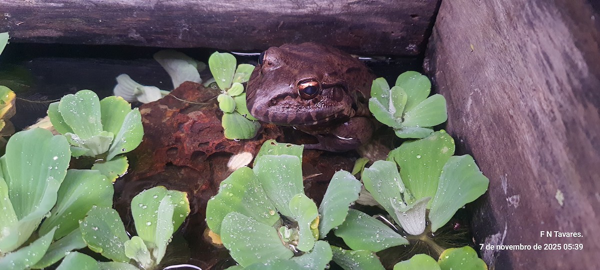 Pepper Frog - ML644811343