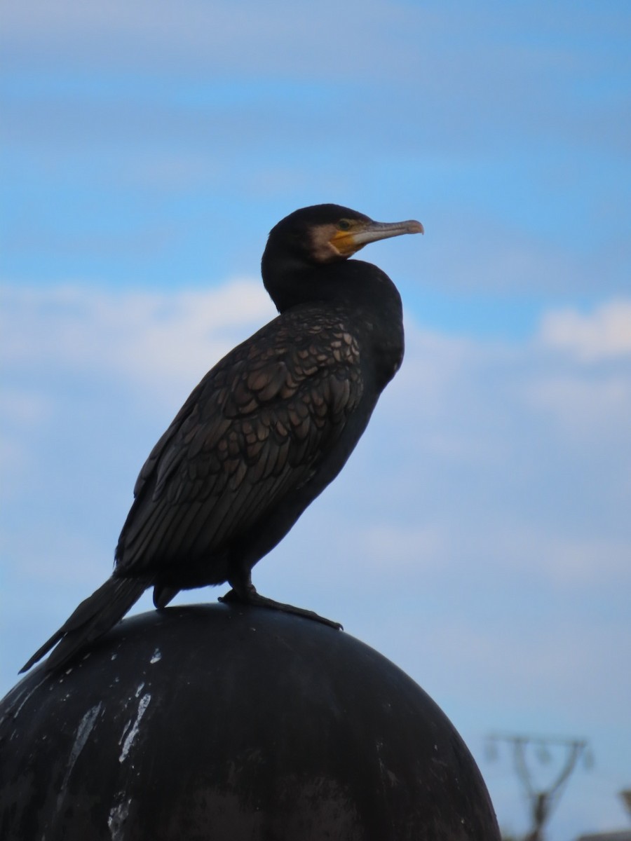 kormorán velký - ML644811344