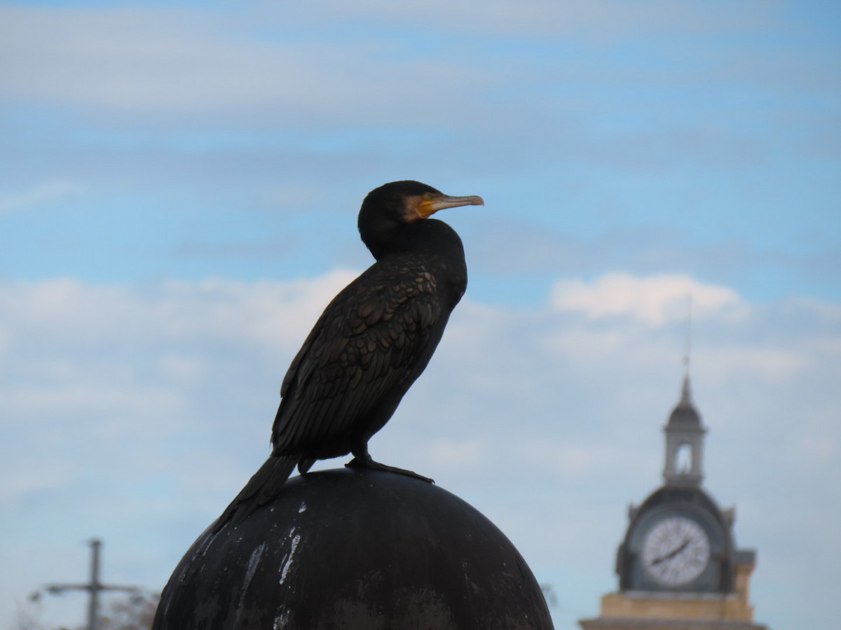 kormorán velký - ML644811346