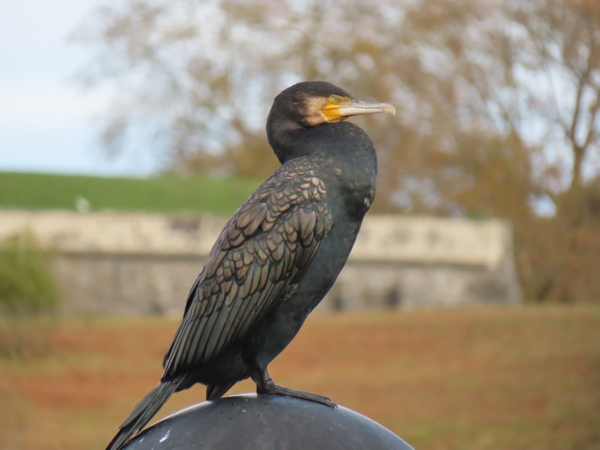 kormorán velký - ML644811347