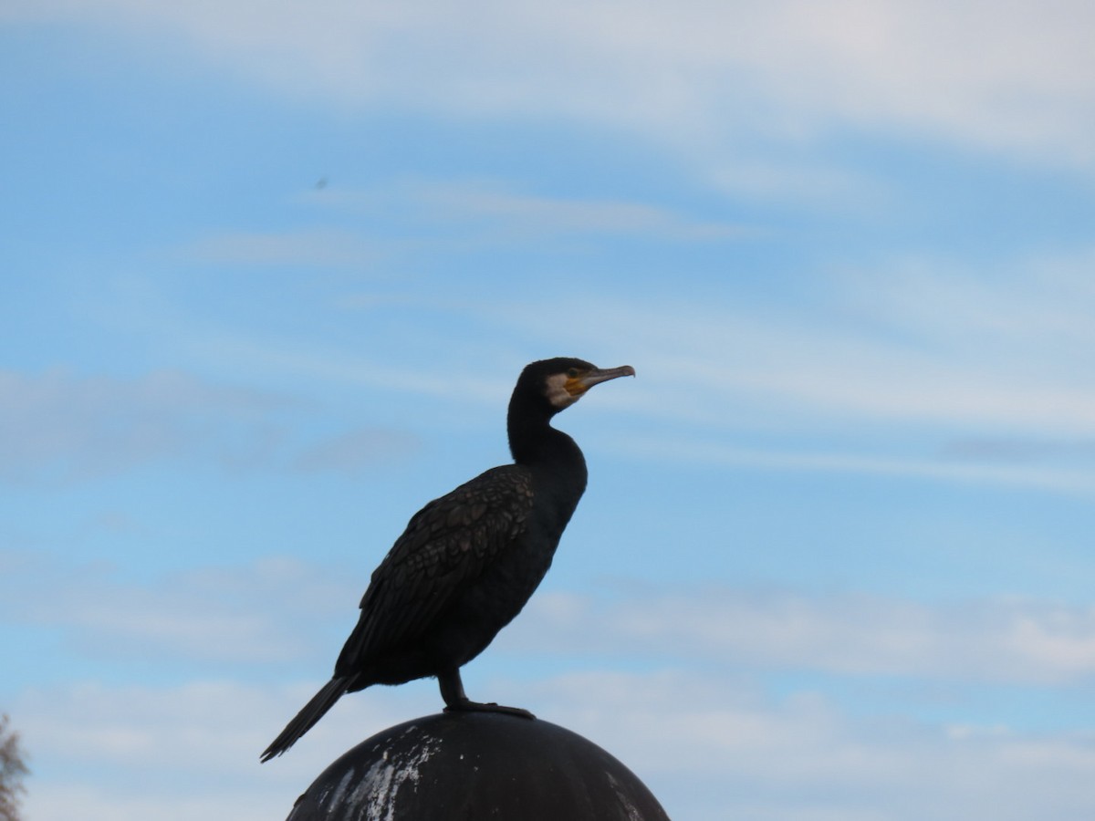 kormorán velký - ML644811349