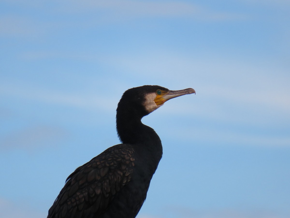 kormorán velký - ML644811351